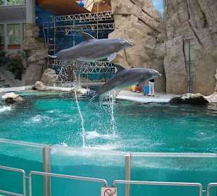 Ein toller Zoo mit Delphinarium