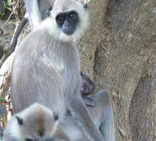 Begüßung am Eingang zum Yala NP