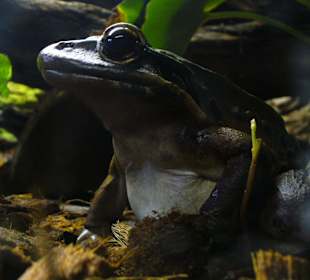 Zwierzęta w zoo