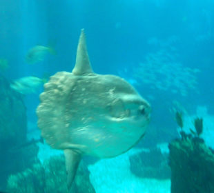 Mondfisch im Hauptbecken