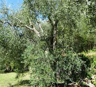 Impressionen aus dem Parco degli Olivi