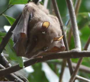 Safari in der Masai Mara