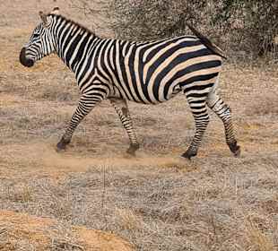 Tsavo Ost und West Safari