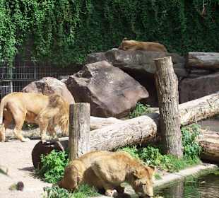 Zoo Heidelberg 10