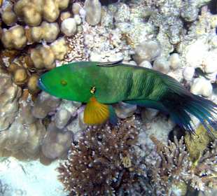 Besenschwanz-Prachtlippfisch