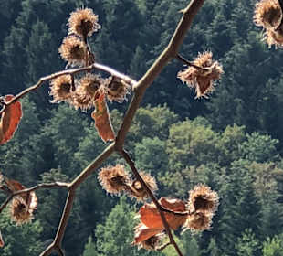 Wandern Gengenbach