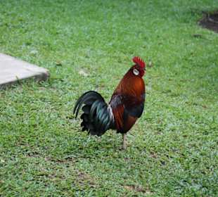 Botanischer Garten Singapur