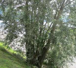 Uferpromenade Gravedona