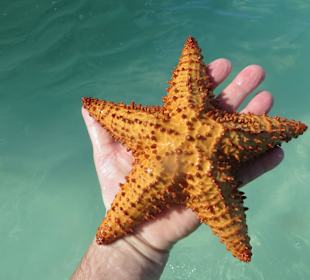 Wir haben wunderschöne Seesterne gesehen