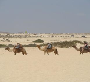 Le dune e i cammelli