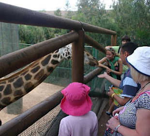 Giraffen zum anfassen