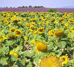 Lavendel und Sonnenblumen