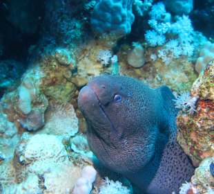 Tauchbasis Cleopatra Makadi Bay Diving