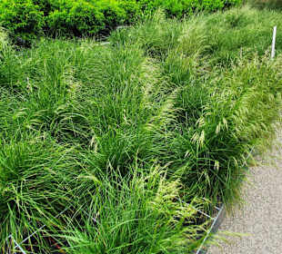 Gewaltige Flächen an Pflanzen