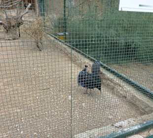 Vogel 