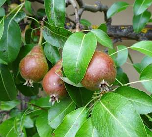 Impressionen aus dem Garten des Bauernmuseums