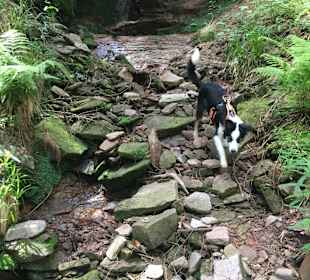 Wandern Bannwald Baiersbronn