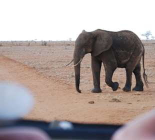 Ein gereinigter Elephant quert