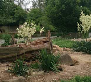 Safari Dvůr Králové nad Labem