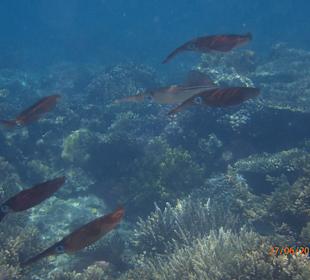 Schnorcheln Hurghada