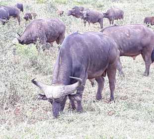 Essenszeit im Hluhluwe