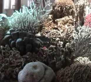 Naturhistorisches Museum