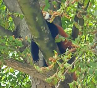 Roter Panda