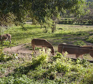 Thüringer Zoopark Erfurt 