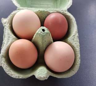 Eine Schachtel mit Ostereiern - innen