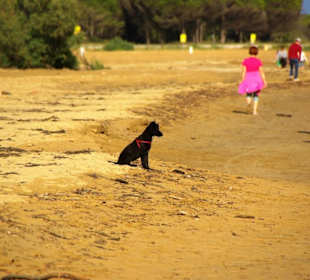 Viele Hundebesitzer am Strand