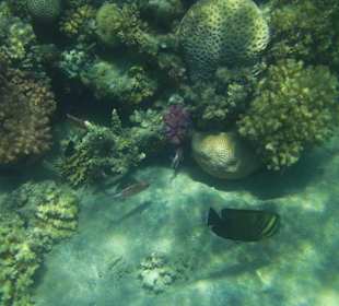 Riff zum Schnorcheln