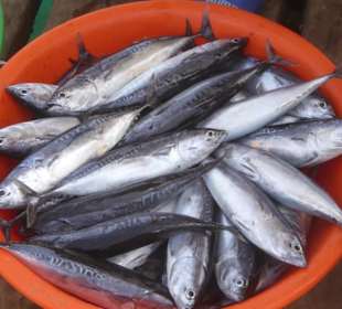 Fischmarkt in Santa Maria