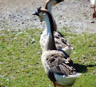 Entenart im Tierpark