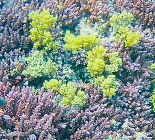 Tauchbasis Coraya Divers Marsa Alam