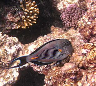 Fische im Hausriff Tulip Resort