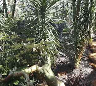 Botanischer Garten der Universität Zürich