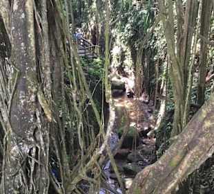 Affen Wald 