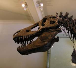 Museum of Natural Science New York