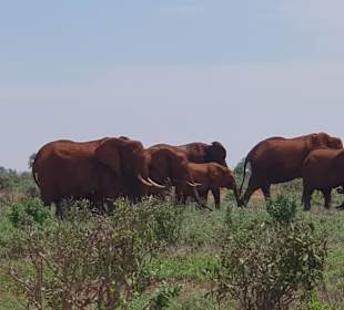 Viele Elefantenherden im ganzen Park