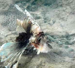 Feuerfisch