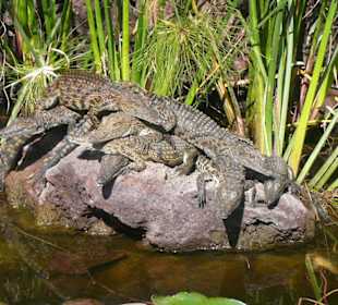 Krokodile sonnen sich
