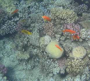 Schnorcheln am Hotelstrand