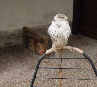 Greifvogel-Gehege