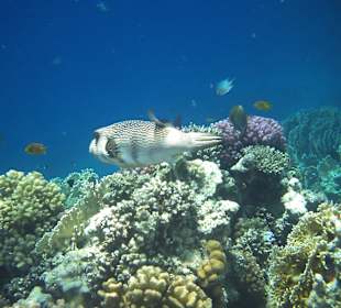 Glupschi wechselt die Farben je nach Untergrund