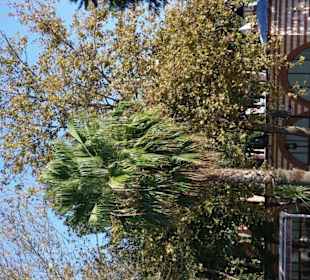 At Meydanı (Hippodrom)