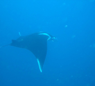 Atemberaubender Mantarochen