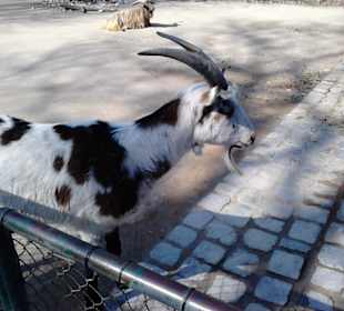 Tierpark Hellabrunn in München