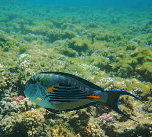 Schnorcheln Makadi Bay