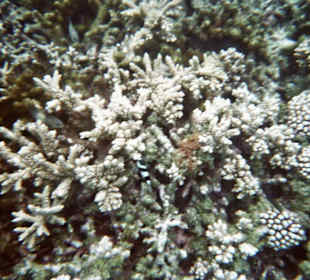 Korallen