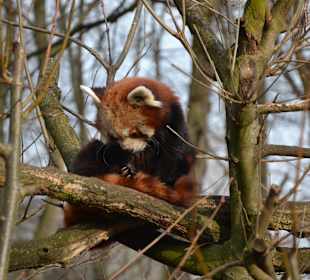 Kleiner Panda 